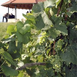 Wein Stadtecken-Elsheim Rheinhessen