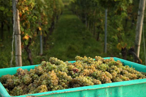 WEINLESE 2017